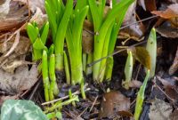 January Garden Tasks for PNW and Similar Climate Zones