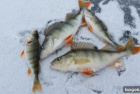 Can You Refreeze Fish Safely? Guide to Freezing Seafood Properly