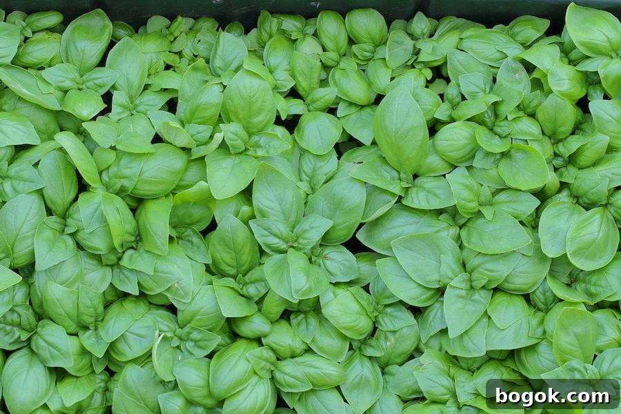 Young basil growing in Earth Boxes