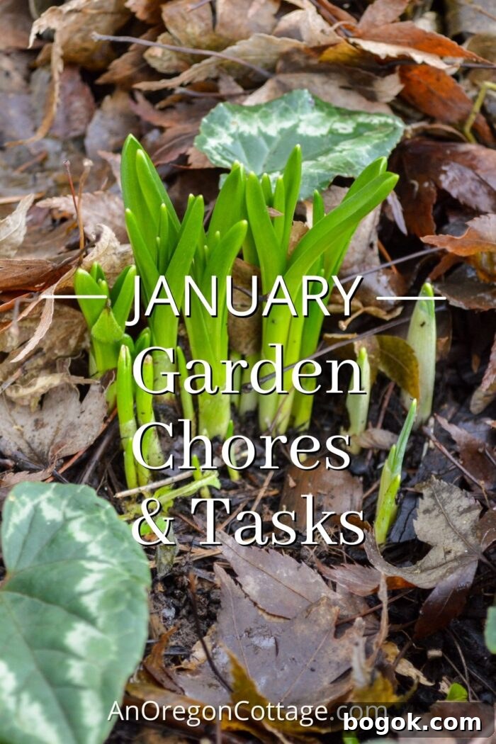 January Garden Tasks for PNW and Similar Climate Zones 2 growing bulbs in garden-January garden chores