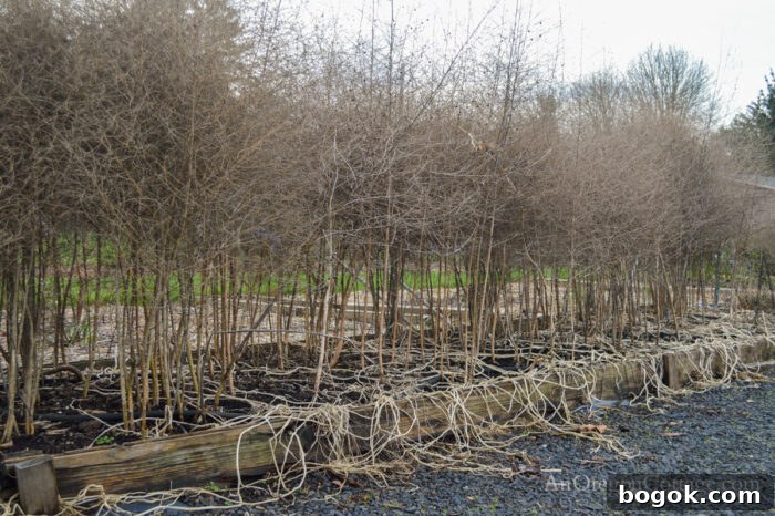 January Garden Tasks for PNW and Similar Climate Zones 4 brown dormant January asparagus