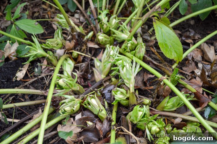 January Garden Tasks for PNW and Similar Climate Zones 5 january helebore buds in garden