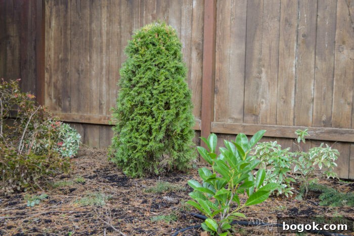 January Garden Tasks for PNW and Similar Climate Zones 6 January shrub border