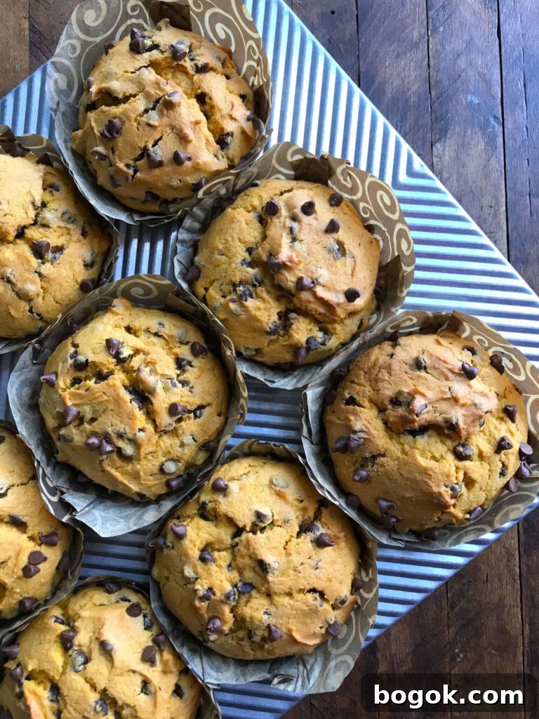 top down shot of Chocolate Chip Pumpkin Muffins