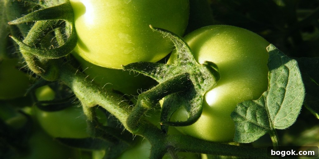 Best Green Tomato Recipe