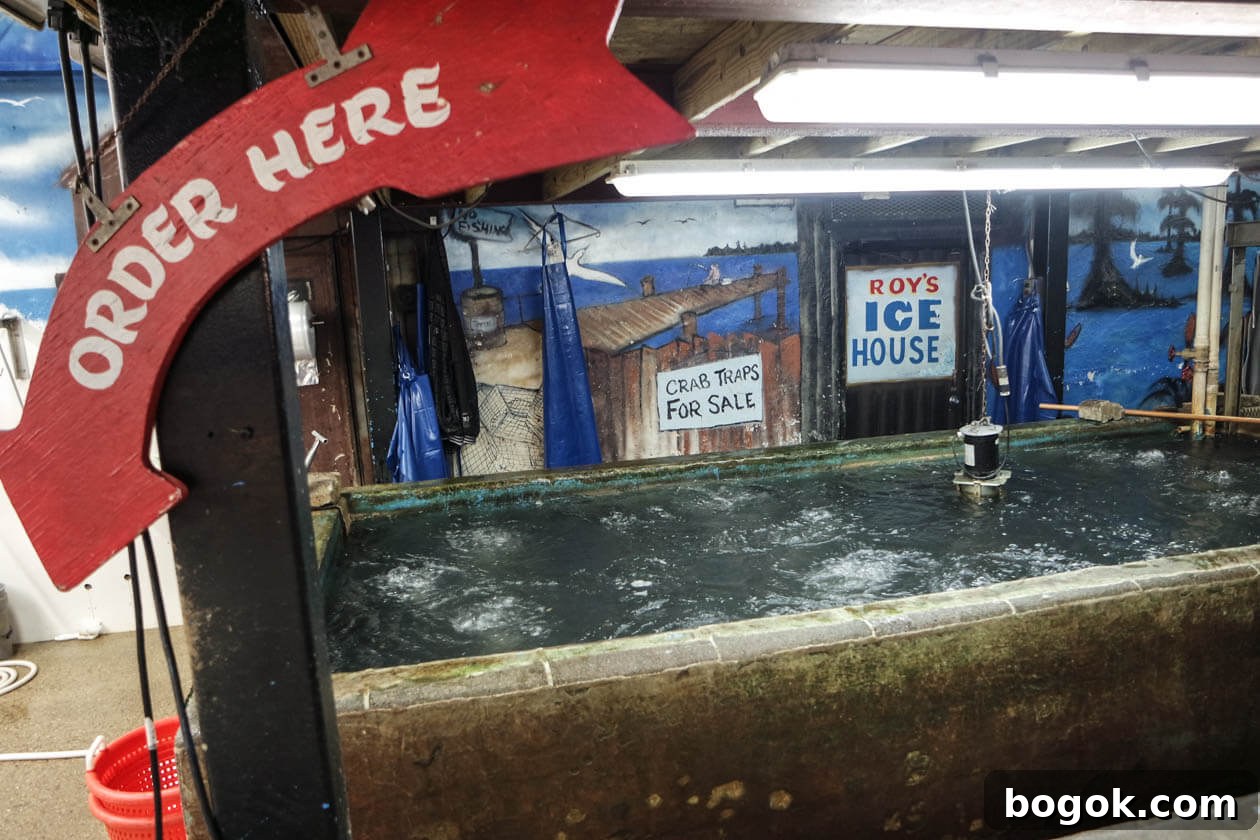 live catfish tank