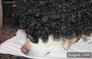 Peanut Butter Truffle Brownies Recipe — Decadent Chocolate Treat 15 Lambeau, our yellow lab, in a wig and glasses
