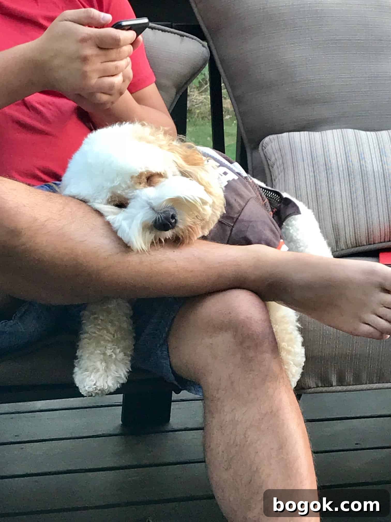 Smoked Corn on the Cob Recipe: Juicy Grilled Sweet Corn with Smoke 3 Cockapoo puppy in browns jersey adorably asleep over man's legs
