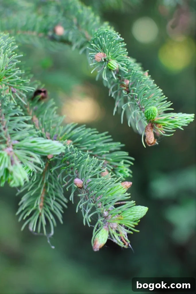 Fresh Spruce Tips on the Tree