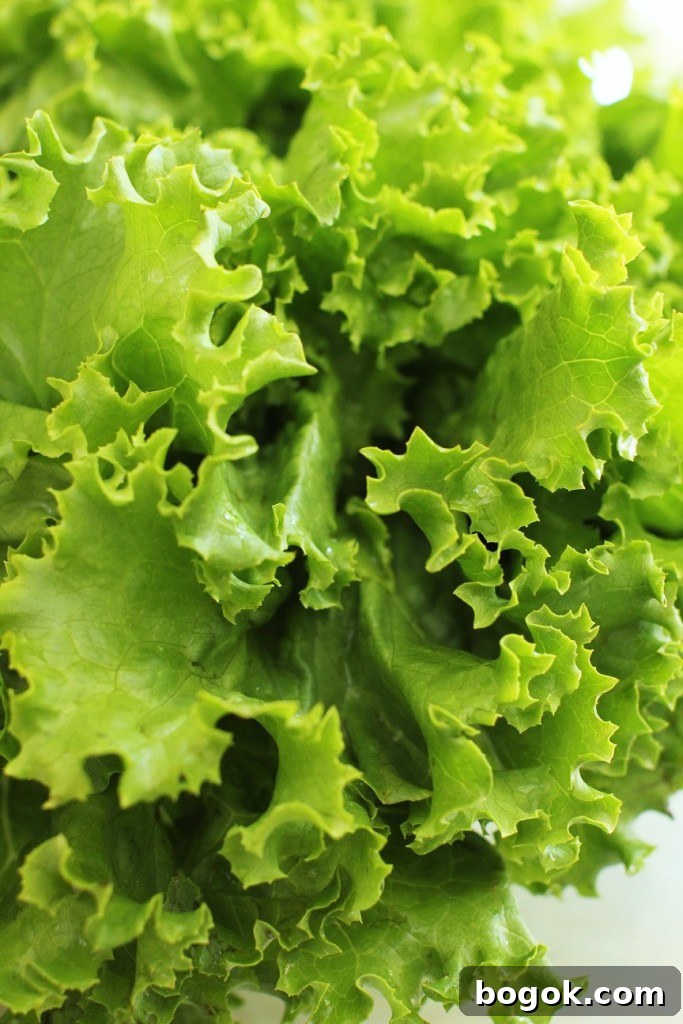 Curly Leaf Lettuce for the Spruce Tip Salad