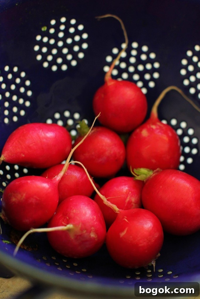 Radishes for Green Salad with Spruce Tips