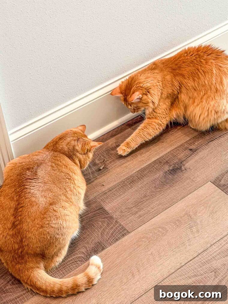 Mack and Mango