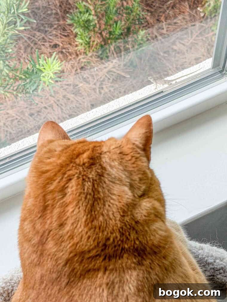 Mack watching outside