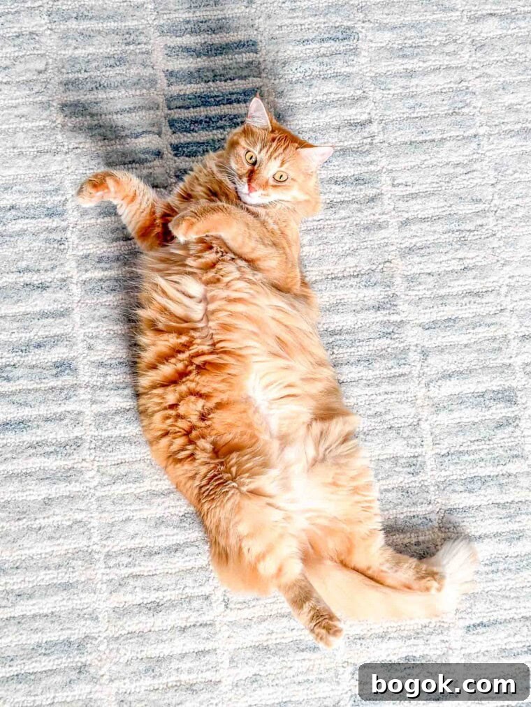 Mango belly