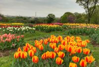Tulip Run and DIY Lunch Workshop