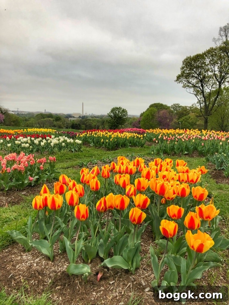 Tulip Run and DIY Lunch Workshop 2 spring tulips view of DC from rosslyn